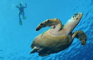 Snorkeling y tortuga